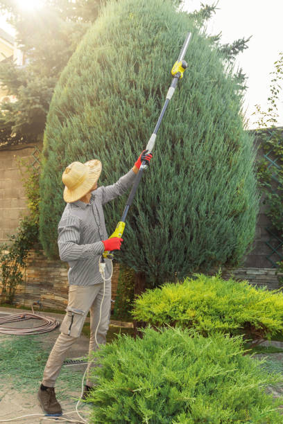 Best Tree Mulching  in Rosemont, CA